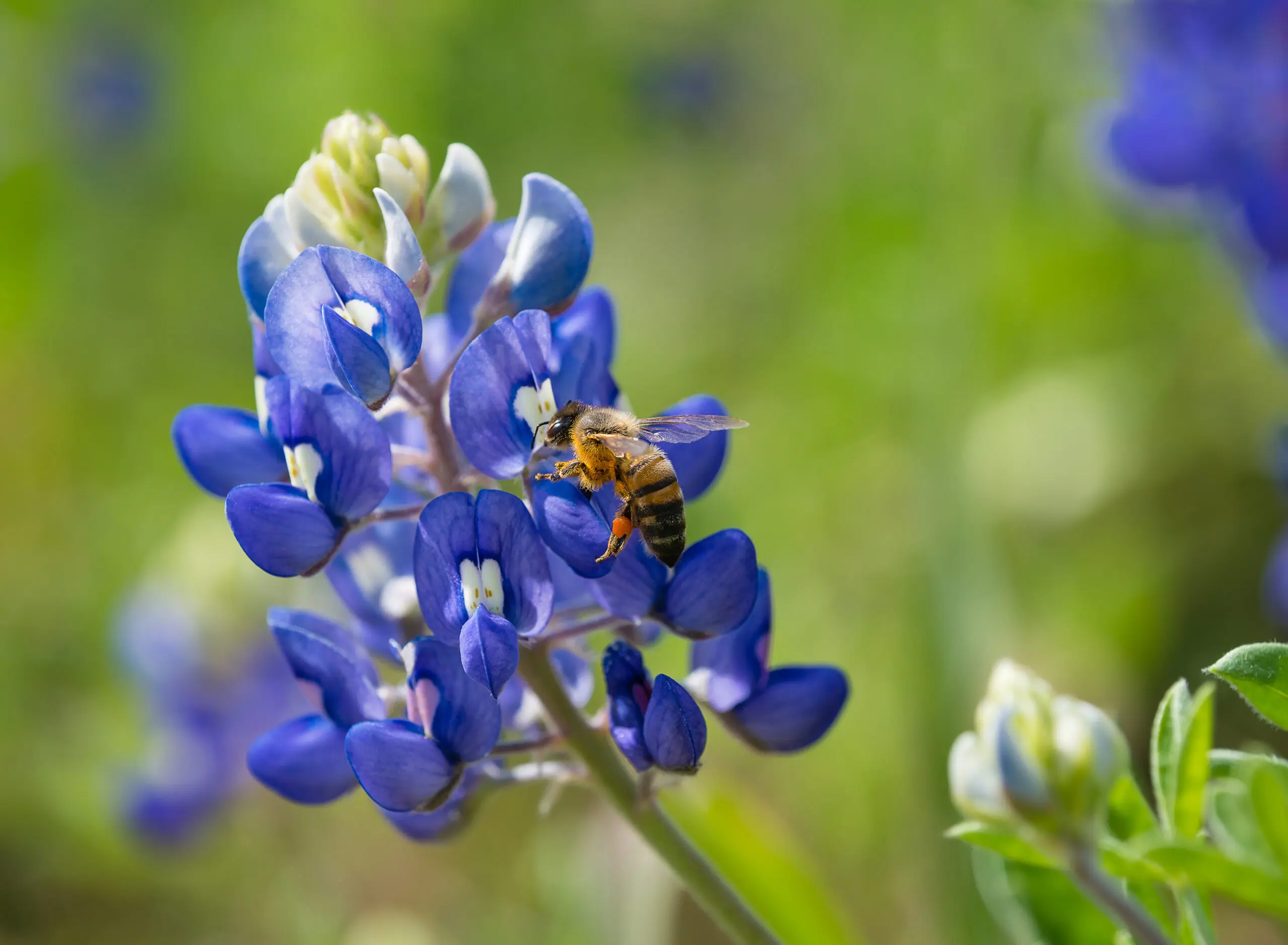 Hosting Hives on Your Land